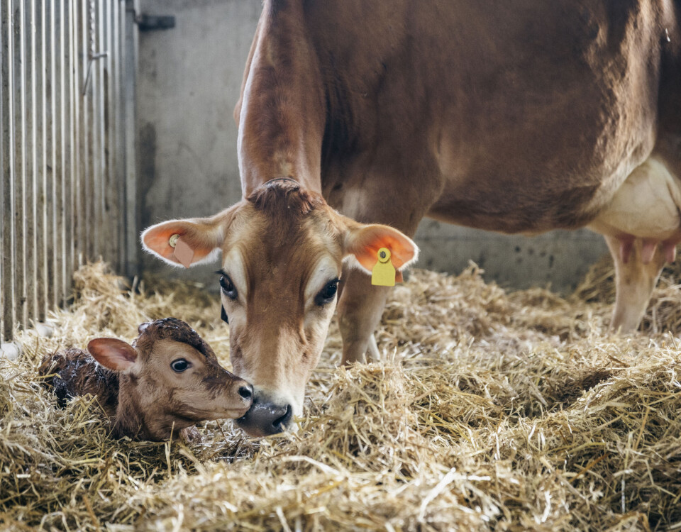 På Herikstad gård hvor Jerseymeieriet lager lokalmatproduktene sine, får kua være mor til kalven sin. Bryne-meieriet kan vise til pen omsetningsvekst hos Meny.