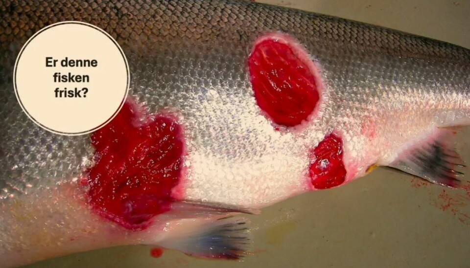 De siste årene har vintersår blitt et økende problem for oppdrettslaks. Vintersårene oppstår som regel som følge av forebyggingen og behandlingen av lakselus.