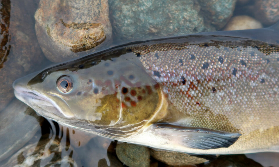 En fjerdedel av dyrelivet i ferskvann står i fare for å dø ut