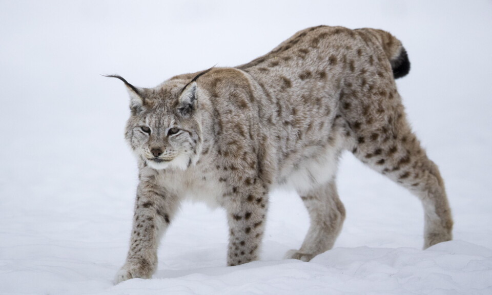 Nesten 50 gauper er felt så langt i år