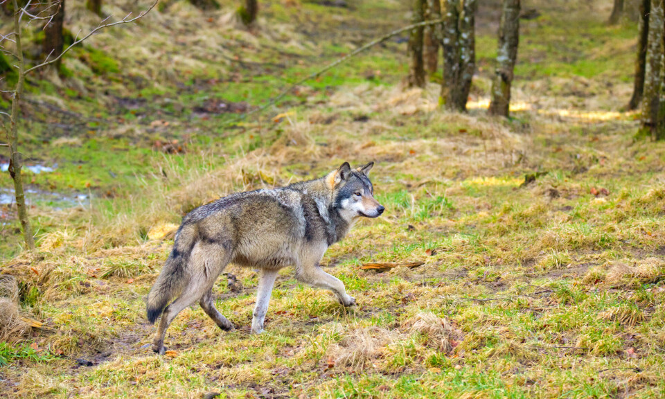 Ulveflokk forsvunnet fra Norges eldste revir