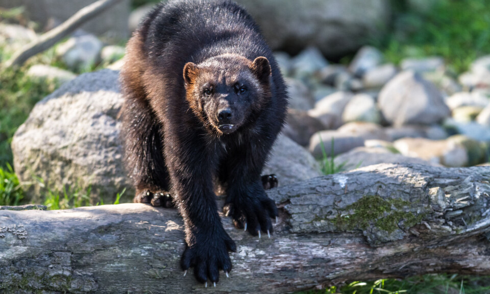 Naturvernforbundet: Rovdyrene ser ut til å være glemt i dyrevelferdsmeldingen