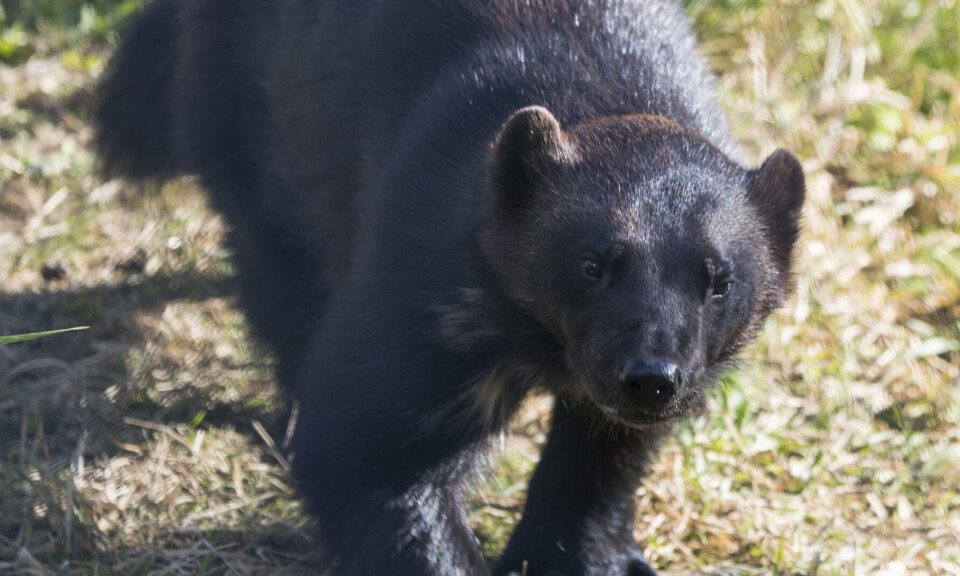 78 jerv ble felt i årets lisensjakt – ny rekord