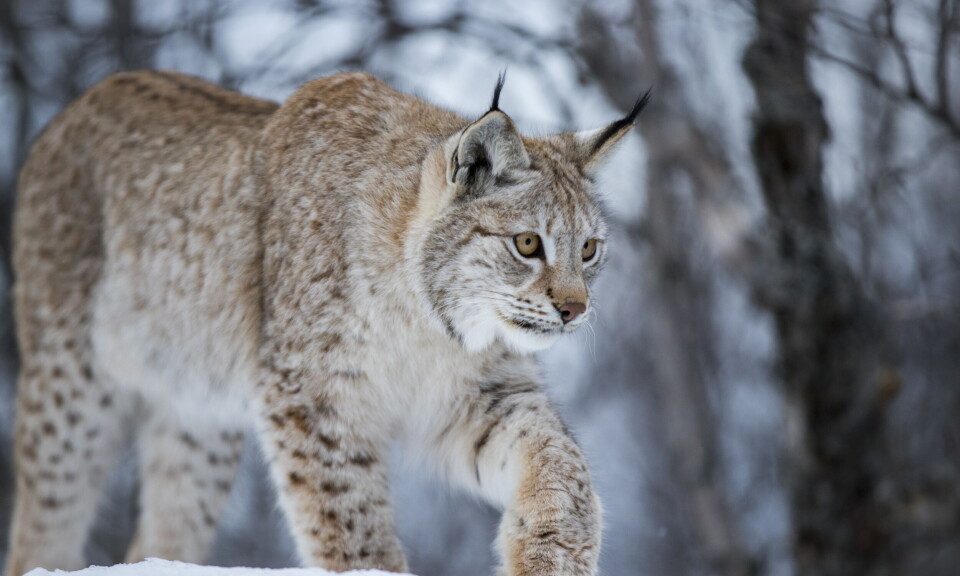 Nødvergeparagrafen endres - skal forhindre at folk dømmes på feil grunnlag