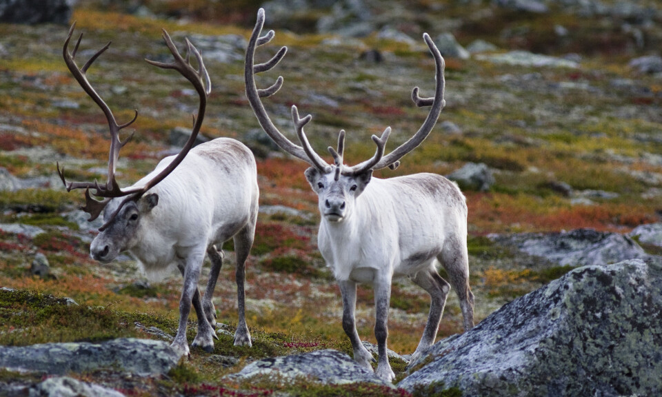 Utvalgsgrep skal rense luften mellom reindrift og jordbruk