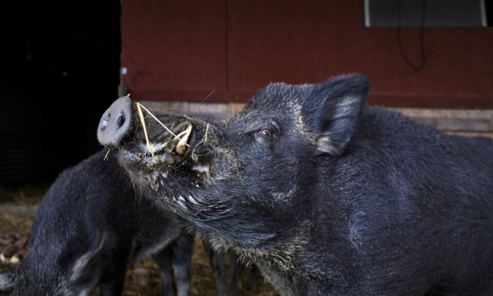 Mattilsynet med millioner i skuddpremier på villsvin