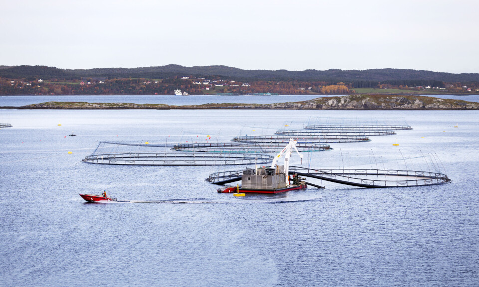 Noe lavere dødelighet i lakseoppdrett i fjor, men fortsatt svært høyt nivå