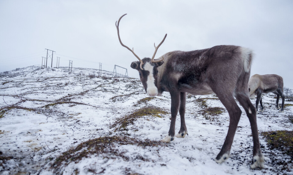 To kommuner i Finnmark sier nei til ny kraftlinje