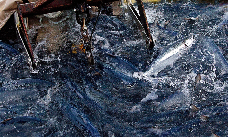 Hele 60 millioner oppdrettslaks rapportert døde i 2024