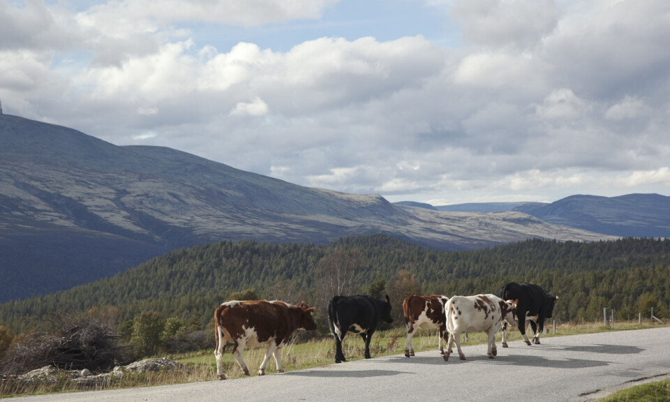 Skal forske på hvordan rovdyr, beitedyr og mennesker kan leve bedre sammen