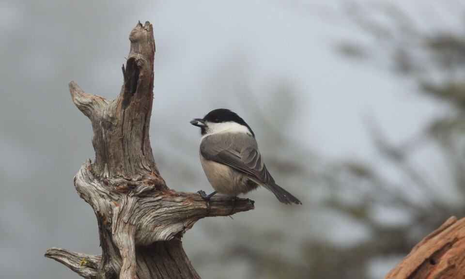 Årets fugl i 2025: Granmeis