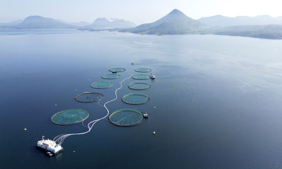 97 prosent fortsatt på frifot etter at 27.000 laks rømte fra oppdrettsanlegg