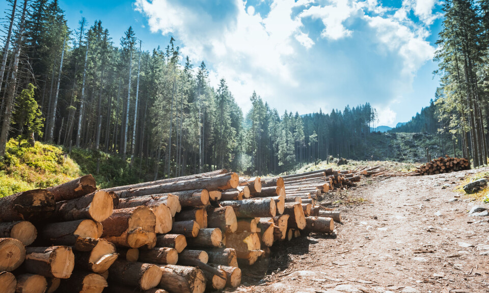 Slik påvirker flatehogst friluftslivet