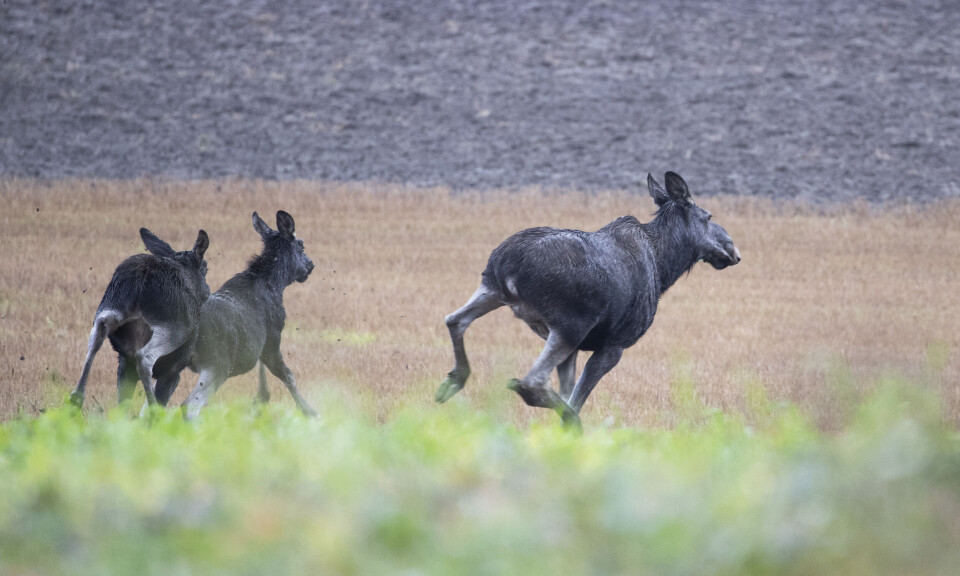 Slik skal dyrene skremmes vekk fra togskinnene