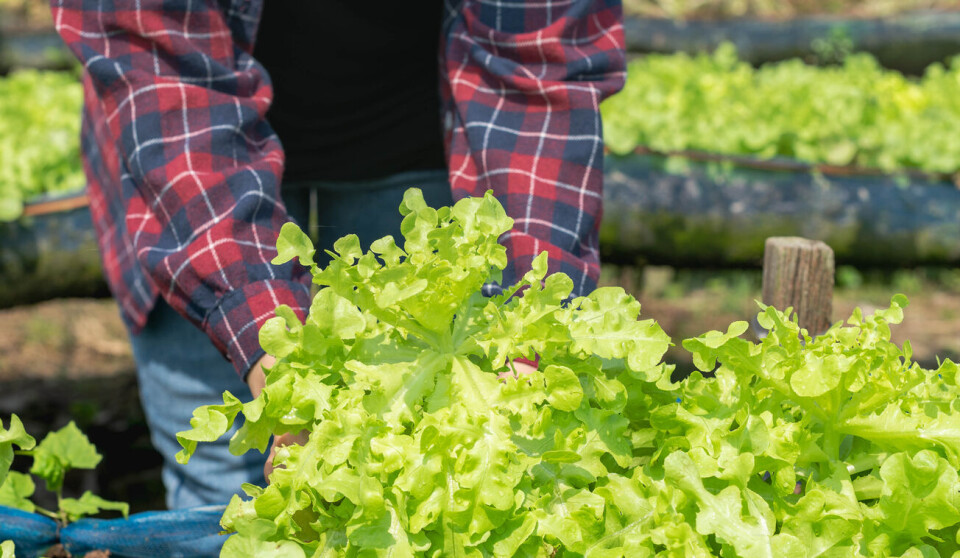 Det går i riktig retning, men det norske frukt- og grøntmarkedet er fortsatt langt unna de offensive omsetnings- og produksjonsmålene som ble formulert i rapporten «Grøntsektoren mot 2035» for fem år siden. Det går framover, men det norske frukt- og grøntmarkedet er fortsatt et langt stykke unna målene som ble formulert i rapporten «Grøntsektoren mot 2035».