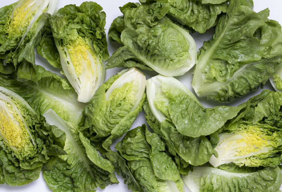 Norsk hjertesalat, en opplagt kandidat til kostrådstipset «5 om dagen». Eller 8.