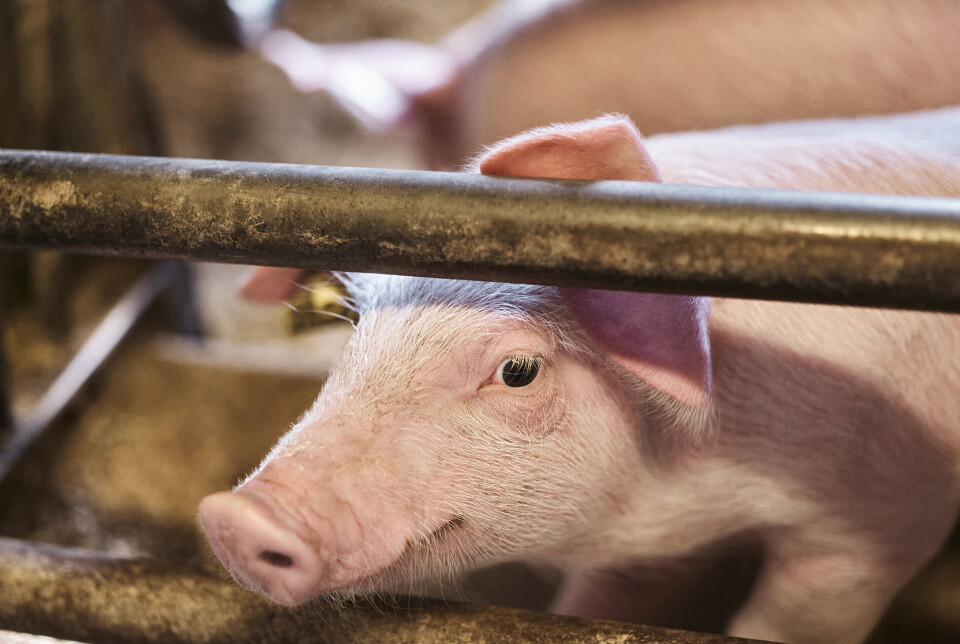 I 2024 analyserte Veterinærinstituttet prøver fra over 600 svinehold, uten å finne bakterien. Dermed er den ikke blitt påvist hos svin siden 2019. I 2024 analyserte Veterinærinstituttet prøver fra totalt 626 svinehold, uten å gjøre funn av bakterien. Det betyr at det ikke er blitt påvist MRSA hos svin i Norge siden 2019.