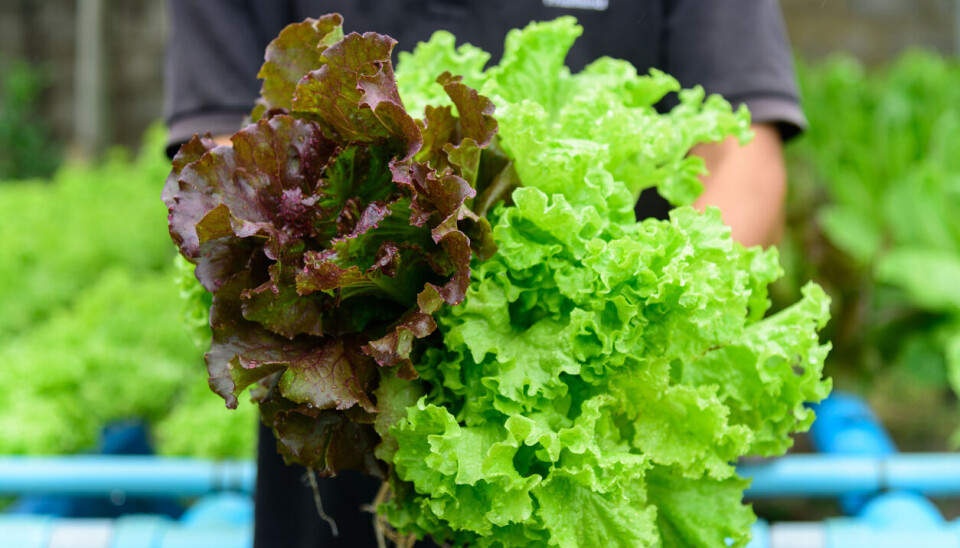 Øko-andelen av totalmarkedet for både grønnsaker, frukt, bær og poteter har sunket kraftig de siste årene. Øko-andelen av totalmarkedet for både grønnsaker og frukt, bær og nøtter har sunket i 2024, sammenlignet med året før.
