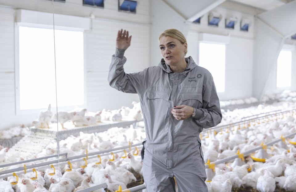 – For kunder i Europa er vi spesielt attraktive fordi vi er den eneste som produserer i stor skala etter dyrevelferdsstandarden ECC, forteller Hilde Talseth, administrerende direktør i Norsk Kylling AS. – For kunder i Europa er vi spesielt attraktive fordi vi er den eneste som produserer i stor skala etter dyrevelferdsstandarden ECC, forteller Hilde Talseth, administrerende direktør i Norsk Kylling AS.
