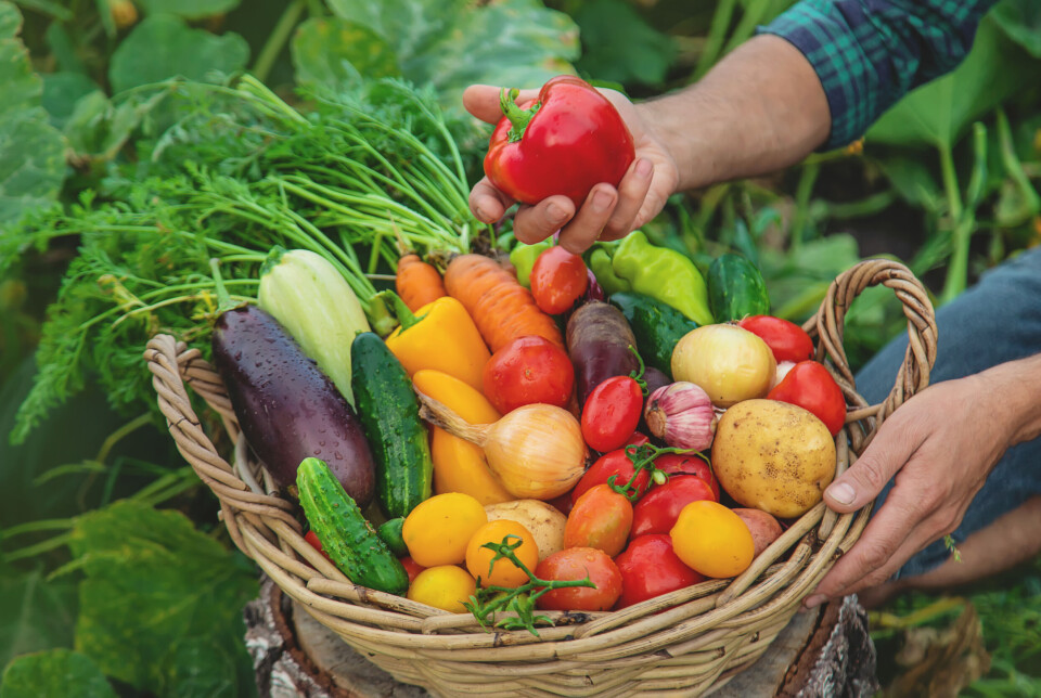 Da er det gjort. Norge har fått et nytt nasjonalt økologisk produksjonsmål. Nå er økobønder over hele landet, og de som kunne tenke seg å bli det, spent på hva som følger av konkrete tiltak slik at øko-sektoren og øko-markedet kan vokse. Da er det gjort. Norge har fått et nytt nasjonalt økologisk produksjonsmål. Nå venter økobønder spent på hva som følger av konkrete tiltak.