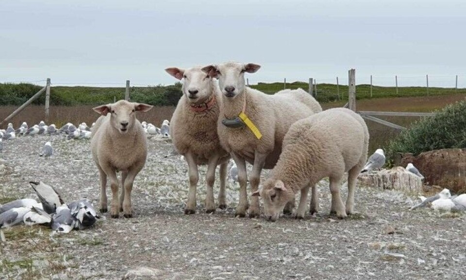 Fugleinfluensa er én av flere sykdommer som truer dyrevelferd i Norge. Sommeren 2023 døde et tusentalls krykkjer av den farlige virussykdommen i Troms og Finnmark. Fugleinfluensa er en av flere sykdomstrusler omtalt i rapporten. Sommeren 2023 døde et tusentalls krykkjer av den farlige virussykdommen i Troms og Finnmark.