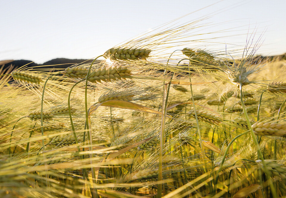 Felleskjøpet Agri markedsregulering anslår at opp mot 100.000 tonn bygg fra kornsesongen må overlagres. Rapporten tar ikke for seg hva som ville ha skjedd dersom støtten faktisk ble fjernet. En forsker mener det ikke er gitt at prisene i praksis ville ha doblet seg, men at det ikke er usannsynlig.