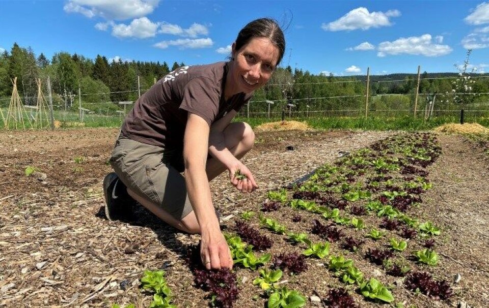 – Målet om å doble salget av lokalmat nås ikke av seg selv. Det trengs midler til ekstra innsats på mange felt framover, understreker Randi Ledaal Gjertsen i Bondens marked Norge. – Målet om å doble salget av lokalmat nås ikke av seg selv. Det trengs midler til ekstra innsats på mange felt framover, understreker Randi Ledaal Gjertsen i Bondens marked Norge.