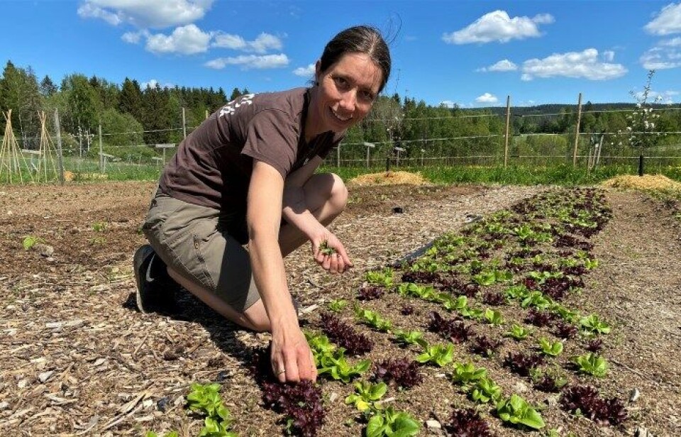 – Målet om å doble salget av lokalmat nås ikke av seg selv. Det trengs midler til ekstra innsats på mange felt framover, understreker Randi Ledaal Gjertsen i Bondens marked Norge. – Målet om å doble salget av lokalmat nås ikke av seg selv. Det trengs midler til ekstra innsats på mange felt framover, understreker Randi Ledaal Gjertsen i Bondens marked Norge.