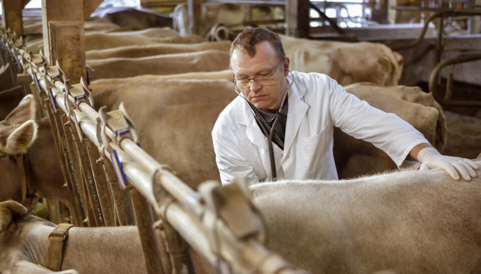 Bøndene fortviler over akutt veterinærmangel på dagtid i Namsos og deler av Namdalen. Bøndene fortviler over akutt veterinærmangel på dagtid i Namsos og deler av Namdalen.