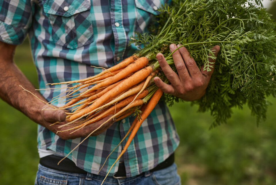 Småskala grønnsaksdyrking i markedshager er i vinden, men for å kunne satse sterkere mot det nasjonale målet om å doble lokalmatsalget i Norge, trengs det økonomisk støtte, mener Bondens marked Norge. Småskala grønnsaksdyrking i markedshager for direktesalg til forbruker er i vinden, men for å kunne satse sterkere mot målet av doblet lokalmatsalg, trengs det økonomisk støtte, mener Bondens marked Norge.