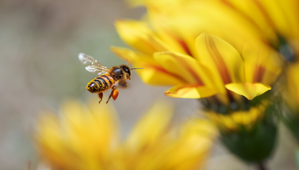 De siste årene har det vært mye oppmerksomhet rundt truede insektarter. De siste årene har det vært mye oppmerksomhet rundt truede insektarter.