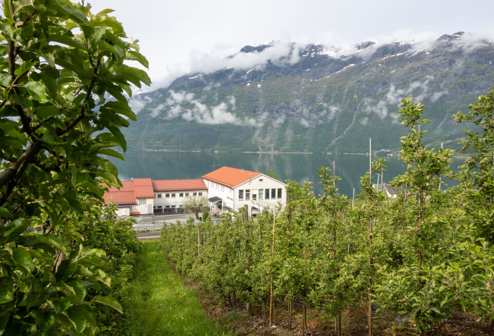 Hardanger er en kommune som er kjent for sin fruktdyrking. Denne lokale skolen er et eksempel på frukthager som ligger svært tett på bebyggelsen. Hardanger er en kommune med mye fruktdyrking. Her ligger frukthagene svært tett på bebyggelsen – som denne lokale skolen.