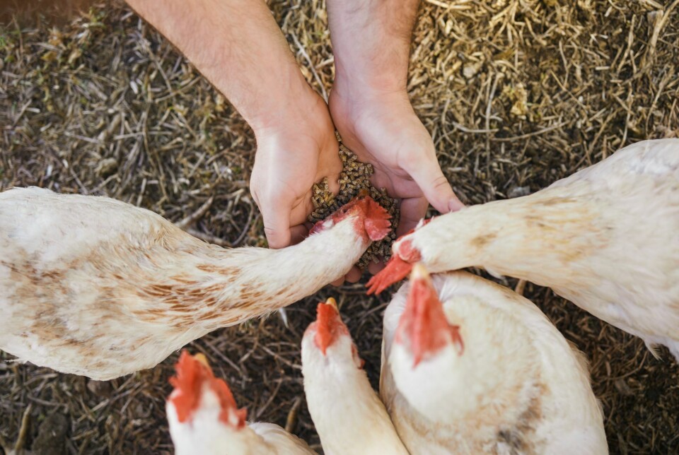 I Norge er det lite smitte mellom dyr og mennesker, men det krever kontinuerlig overvåking og rask respons for å holde smittenivåene lave, understreker Veterinærinstituttet. Illustrasjonsfoto: Colourbox I Norge er det lite smitte mellom dyr og mennesker, men det krever kontinuerlig overvåking og rask respons for å holde smittenivåene lave, understreker Veterinærinstituttet. Illustrasjonsfoto: Colourbox