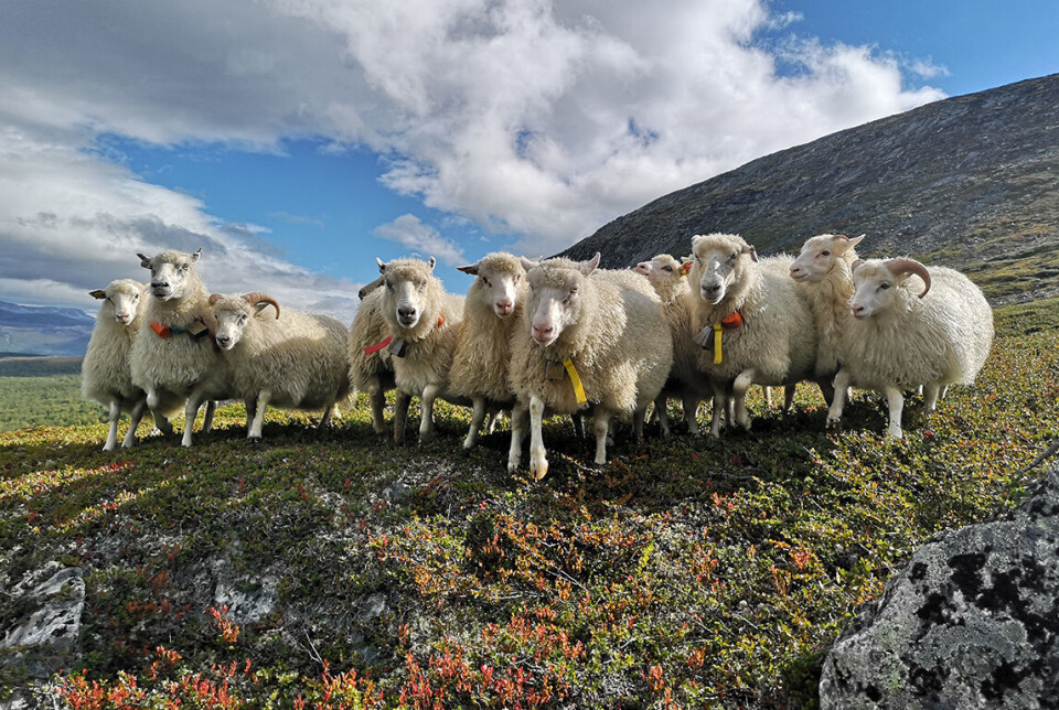 Sau på utmarksbeite i Nord-Gudbrandsdalen. Fem kommuner i området sliter med store tap av beitedyr. Sau på utmarksbeite i Nord-Gudbrandsdalen. Fem kommuner i området har slitt med store tap av beitedyr.