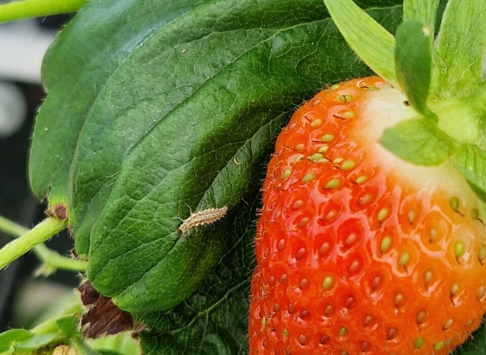 Gulløye-larver alene kan spise over 100 bladlus per dag. Norges største jordbærprodusenter velger bort kjemiske sprøytemidler og har begynt å bruke i stedet biologisk plantevern, der nyttedyr settes ut for å holde skadedyrene i sjakk. Resultatene er svært gode. Gulløye-larver alene kan spise over 100 bladlus per dag. Norges største jordbærprodusenter velger bort kjemiske sprøytemidler og bruker i stedet biologisk plantevern, der nyttedyr settes ut for å holde skadedyrene i sjakk. Resultatene er svært gode, framhever Silje Stenstad Nilsen.