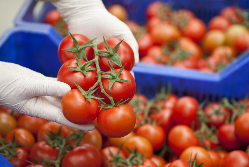 Nibio slår fast at norske tomatdyrkere er best i verden. Nibio slår fast at norske tomatdyrkere er best i verden.