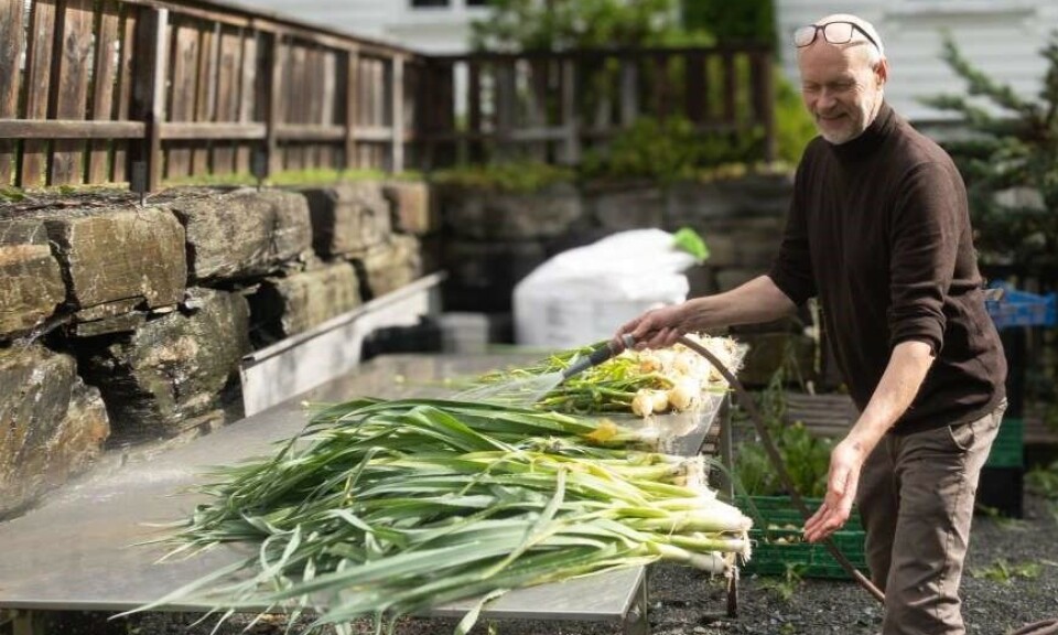 Knut Finne er småskalaprodusent og importør av økologiske grønsaker, frukt og bær. Her gjør han klar løk og purre før de skal pakkes og kjøres ut til kunder på Voss og i Bergen. Knut Finne er småskalaprodusent og importør av økologiske grønsaker, frukt og bær. Her gjør han klar løk og purre før de skal pakkes og kjøres ut til kunder på Voss og i Bergen.
