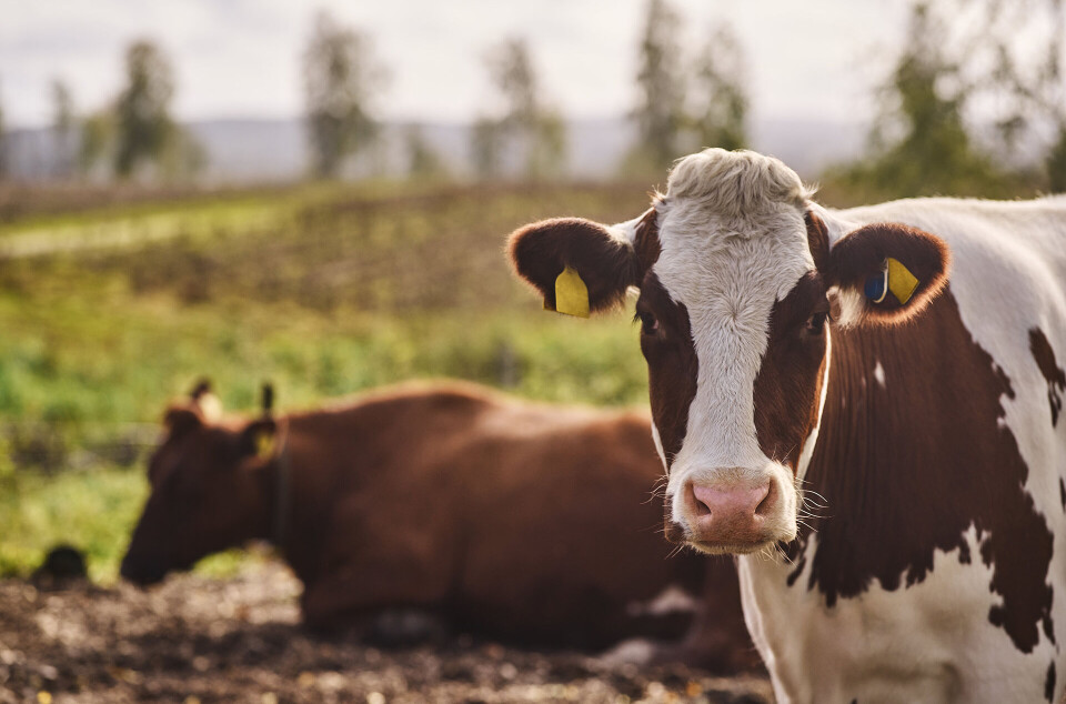Bruken av antibiotika på landdyr fortsetter nedover i Norge, viser en rapport for 2024. Antibiotikabruken på landdyr fortsetter med å gå ned, opplyser Mattilsynet.