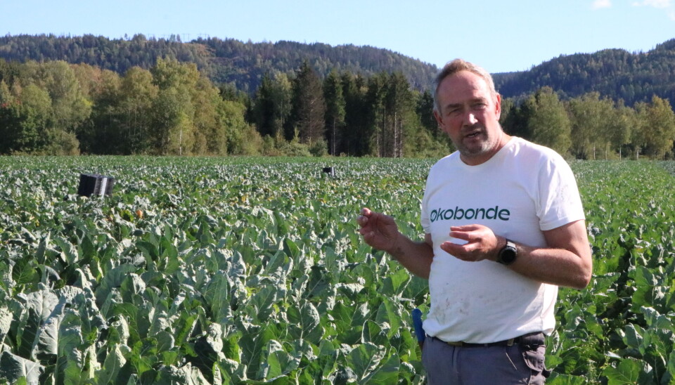 – Økt pris må kunne forklares med bedre kvalitet av varene. Da vil forbrukerne forstå og velge økologisk, mener Anders Hørthe. Her i blomkålåkeren hjemme på Hørte gård i Sylling i Lier kommune, rett ved Tyrifjorden. Økt pris må kunne forklares med bedre kvalitet av varene. Da vil forbrukerne forstå og velge øko, mener Anders Hørthe. Her i blomkålåkeren hjemme på Hørte gård på Sylling, rett ved Tyrifjorden.