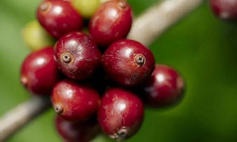 Det trengs 5.000 bær fra kaffetreet for å få én kilo kaffe, ifølge Norsk Kaffeinformasjon. I 2024 oppnådde deltakerne i Nescafé-planen en reduksjon på mellom 20 og 40 prosent av klimagassutslippene per kilo grønn kaffe, viser en fersk Nestlé-rapporten dagen før verdens kaffedag.
