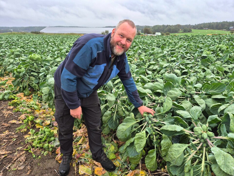 Lars Erik Ek viser fram rosenkålåkeren på Gjølberg gård på Onsøy utenfor Fredrikstad. Han mener at rosenkål har et ufortjent dårlig rykte og viser til at den er full av viktige næringsstoffer. Lars Erik Ek viser frem rosenkålåkeren på Gjølberg gård på Onsøy utenfor Fredrikstad. Han mener at rosenkål har et ufortjent dårlig rykte.