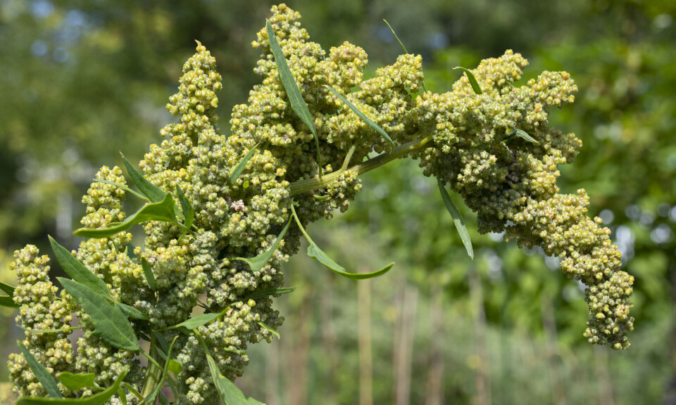 Kan quinoa dyrkes i Norge? Selvsagt. Bare spør bøndene i Lærdal