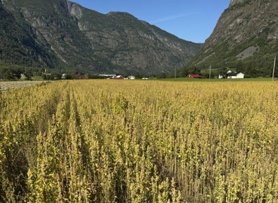 Slik ser quinoa ut når det nærmer seg høsting – i Lærdal. Slik ser quinoa ut når det nærmer seg høsting – i Lærdal.
