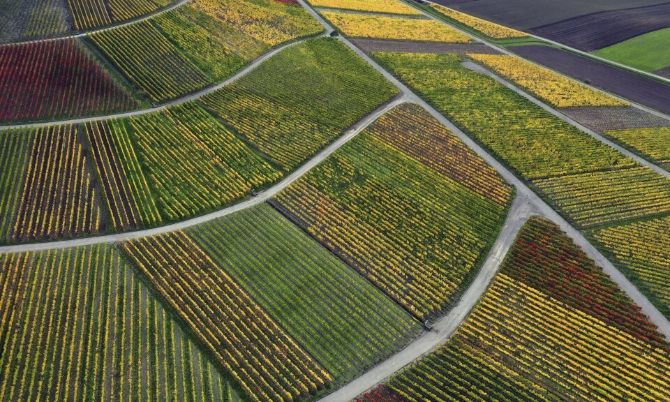 Dårligste vinhøst i Tyskland på 15 år