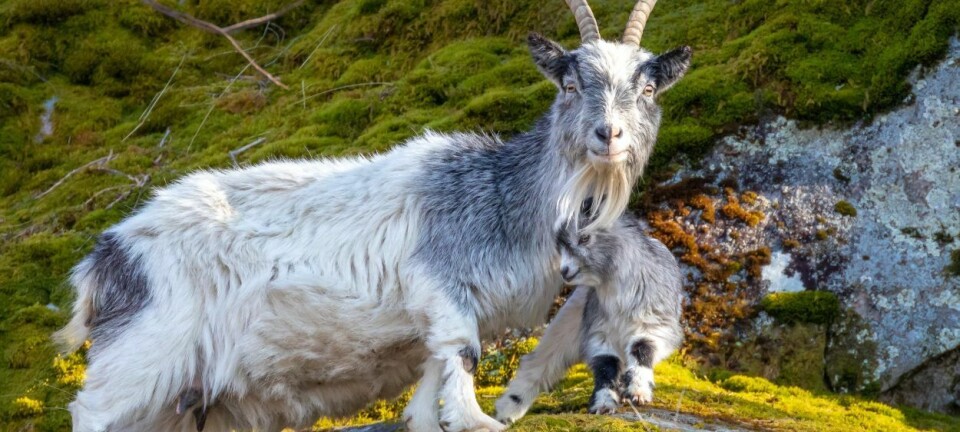 Skal villgeitene avlives - eller dyreholdet avvikles?