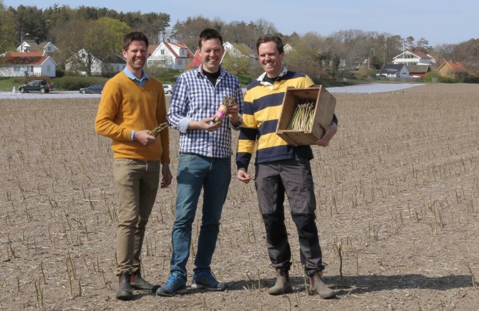 Tre blad Freberg: Brødrene Anstein, Bernt og Edvart Freberg dyrker helnorske råvarer i både Vestfold og på Toten og er kjent for produksjonen av hvit og grønn asparges. Og sine innovative ideer.