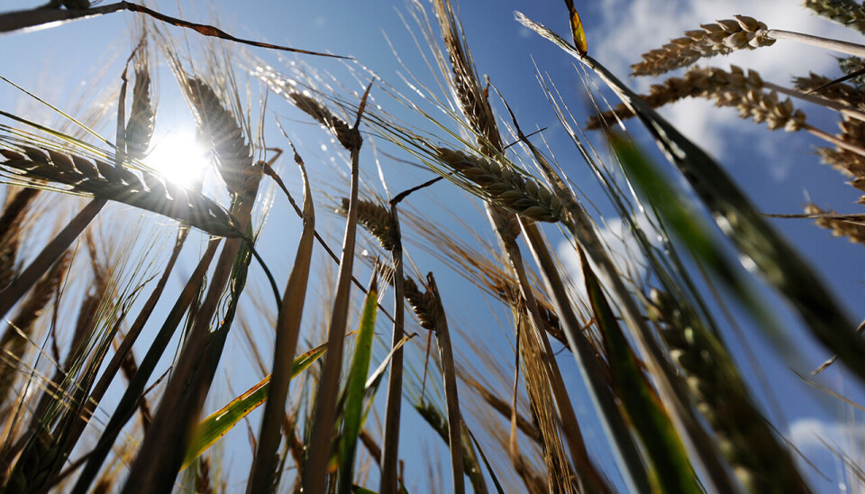 Felleskjøpet foreslår å øke målprisen på hvete med 30 øre utover målprisen på bygg, slik at flere bønder vil gå over til produksjon av hvete.