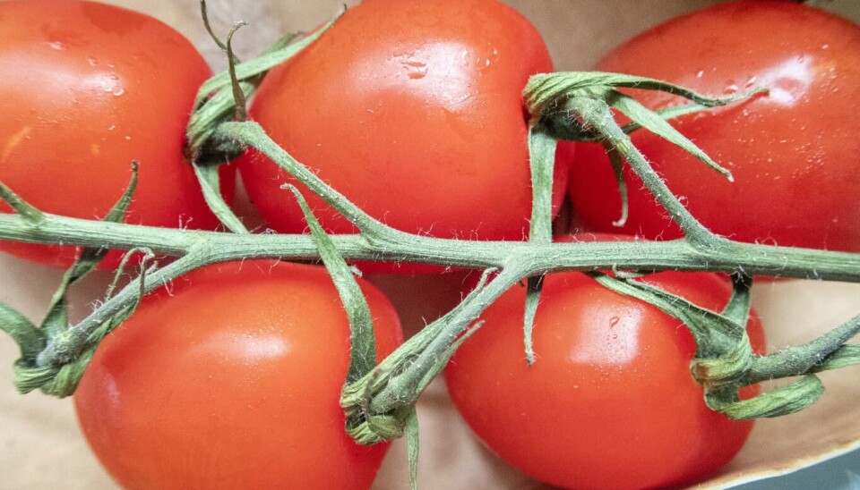 Et pågående, langvarig salmonella-utbrudd i Europa skyldes tomater fra Sicilia. Bakterien er også oppdaget i Norge. Illustrasjonsfoto: Gorm Kallestad | NTB