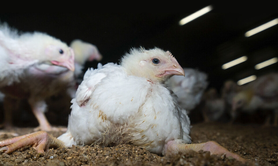 Krever egen tilsynsetat for dyrevelferd