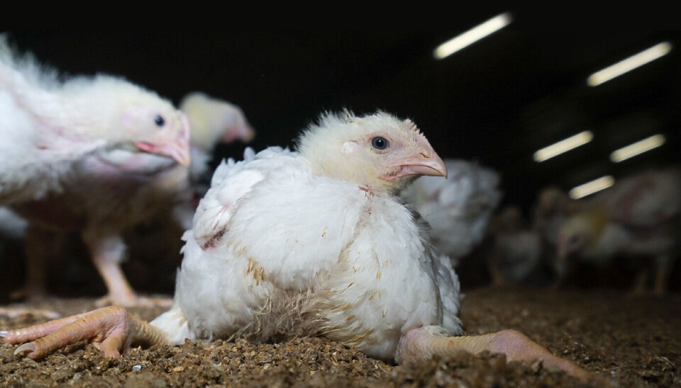– Antall tilsyn som Mattilsynet har gjennomført, har falt med hele 80 prosent siden 2015. Også Mattilsynets egne ansatte uttrykker fortvilelse over det, sa Siri Martinsen fra dyrevernorganisasjonen NOAH. Arkivbildet viser Ross 308 som fortsatt er den mest utbredte rasen i norsk kyllingproduksjon.